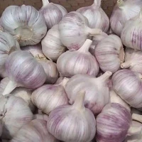 10 kg netzak bulk verse knoflook